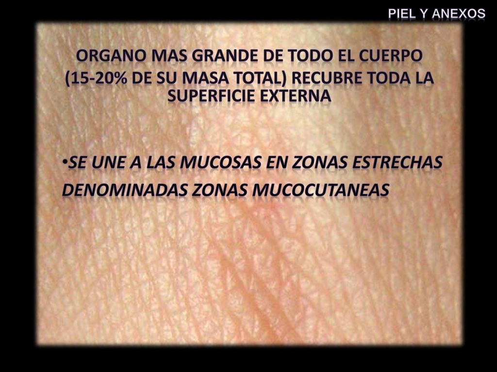 Se une a las mucosas en zonas estrechas denominadas Zonas MUCOcutaneas