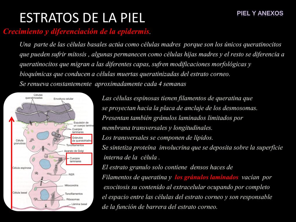 ESTRATOS DE LA PIEL Crecimiento y diferenciación de la epidermis.