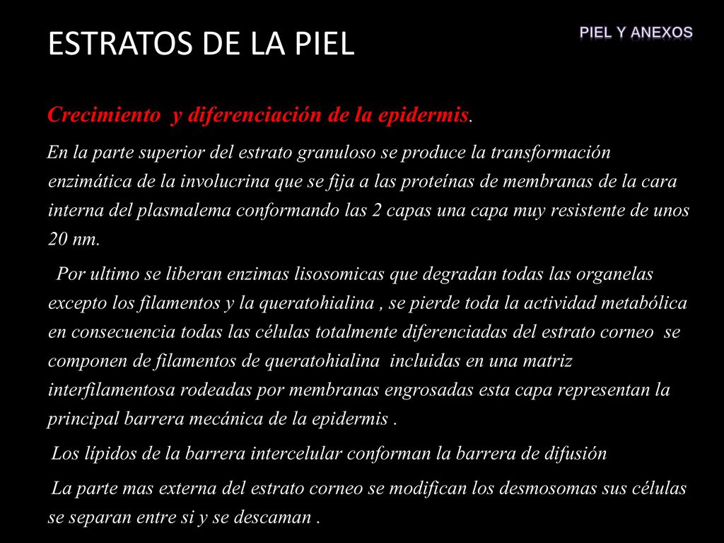 ESTRATOS DE LA PIEL Crecimiento y diferenciación de la epidermis.