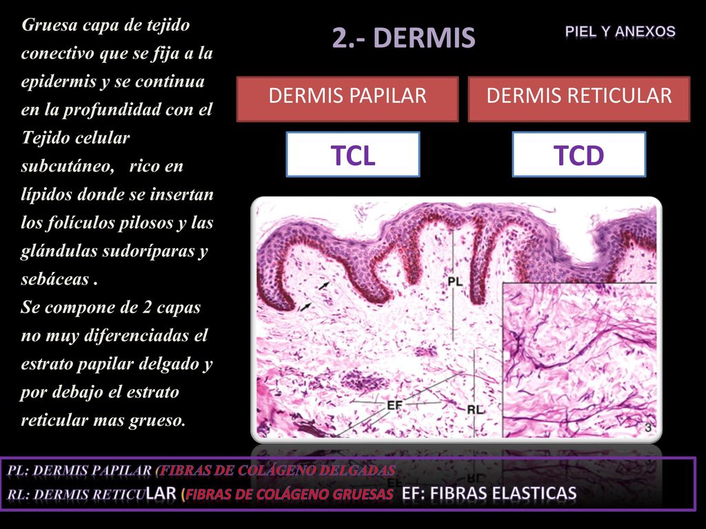 Gruesa capa de tejido conectivo que se fija a la epidermis y se continua en la profundidad con el