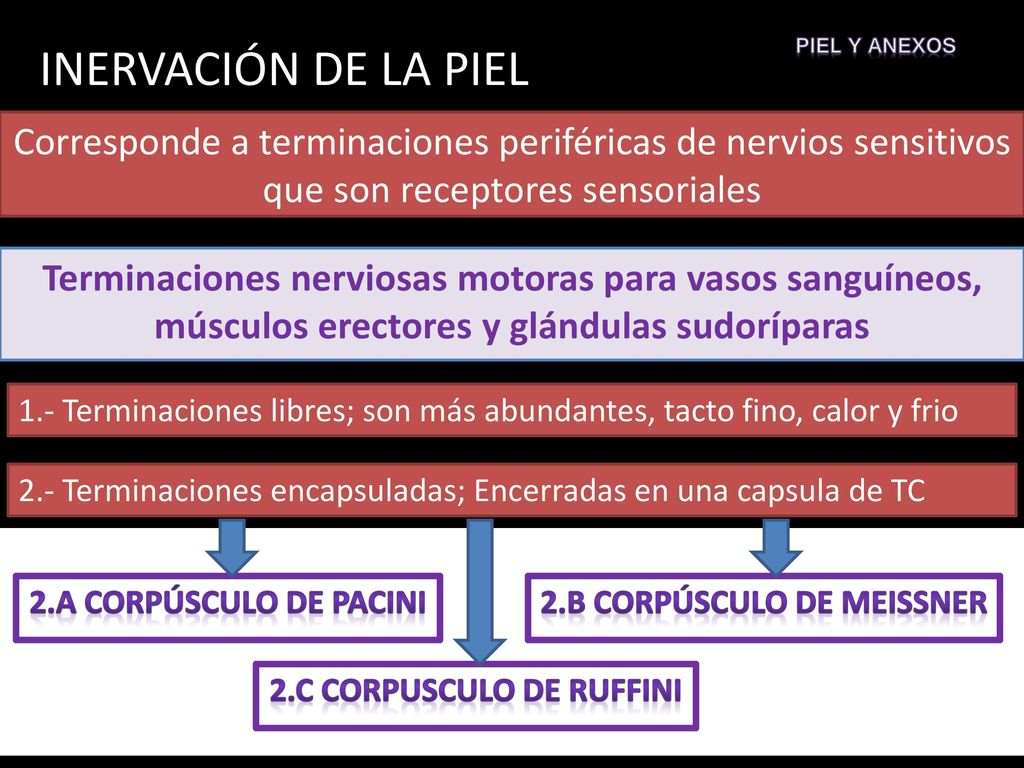 2.b Corpúsculo de Meissner 2.c Corpusculo de Ruffini