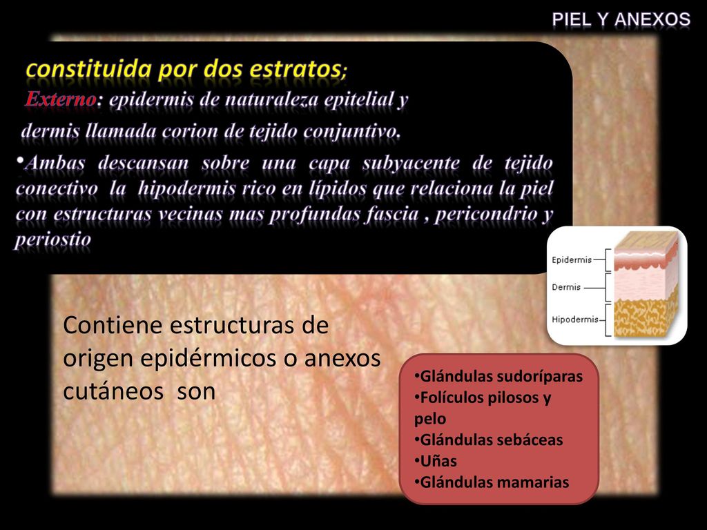 Contiene estructuras de origen epidérmicos o anexos cutáneos son