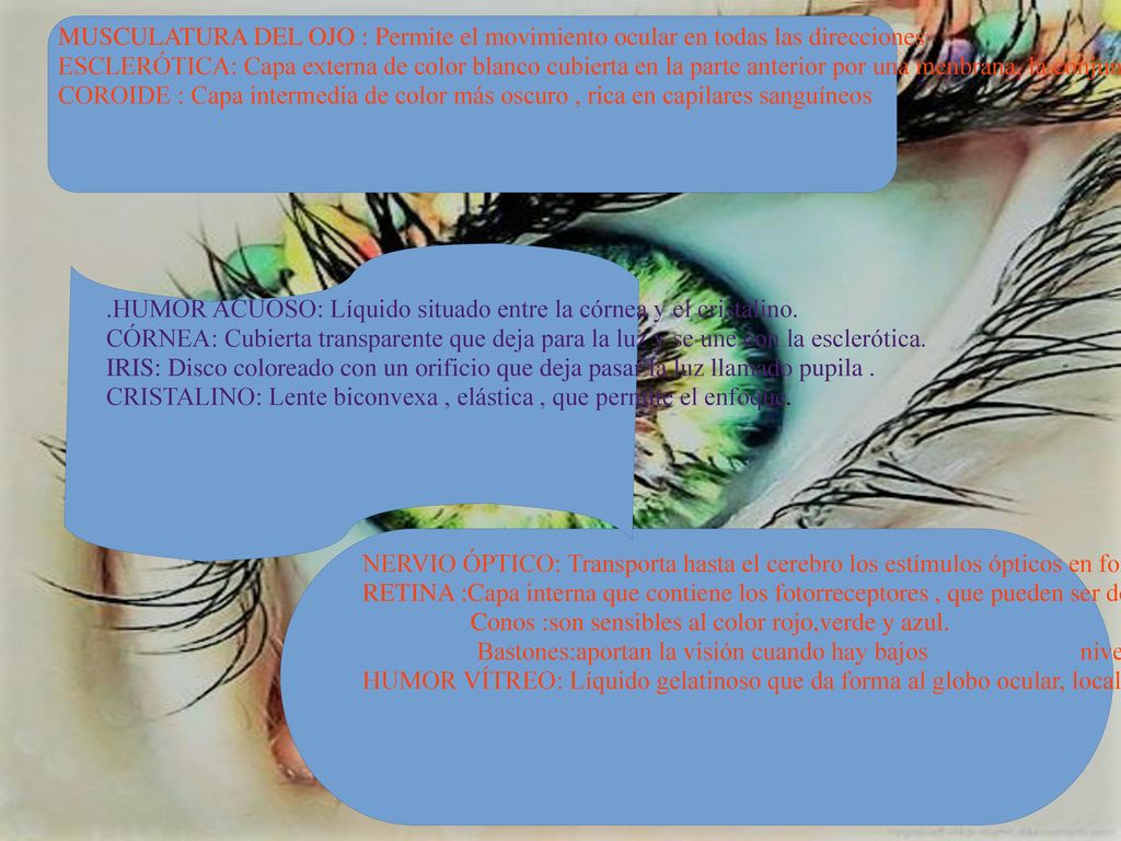 MUSCULATURA DEL OJO : Permite el movimiento ocular en todas las direcciones