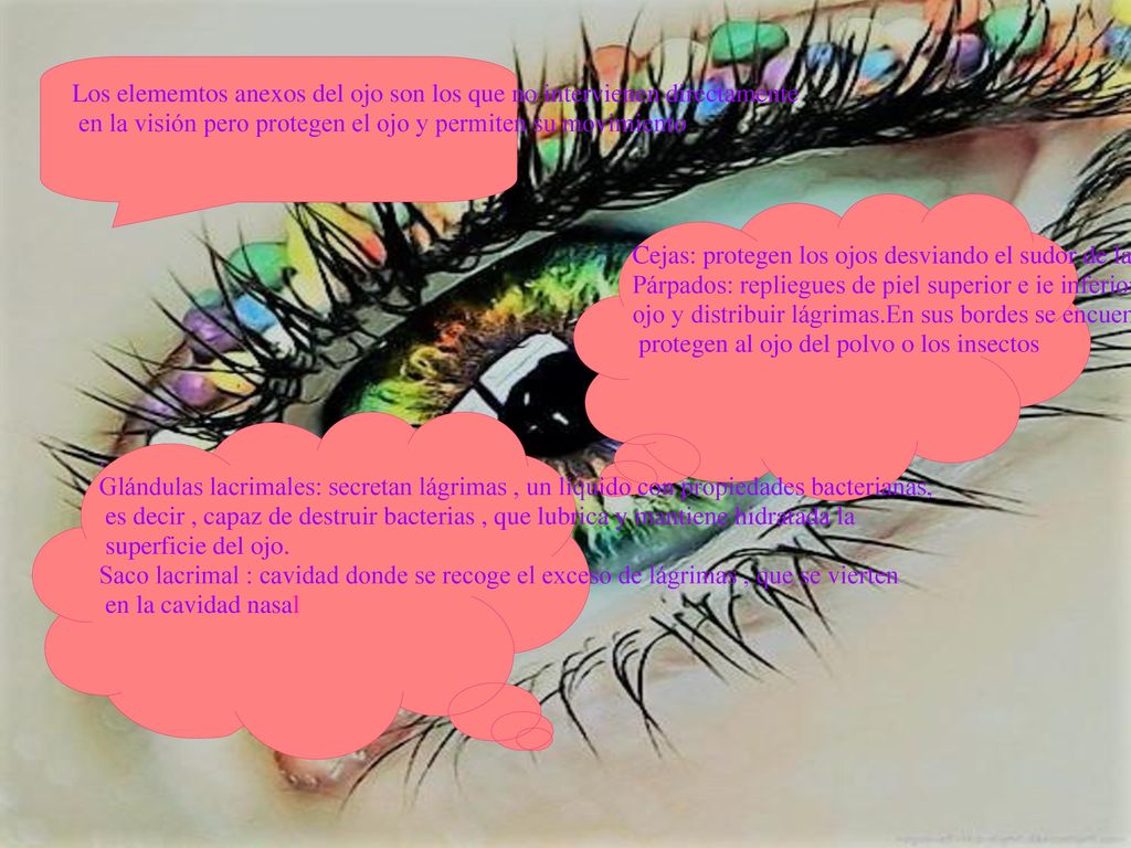 Los elememtos anexos del ojo son los que no intervienen directamente