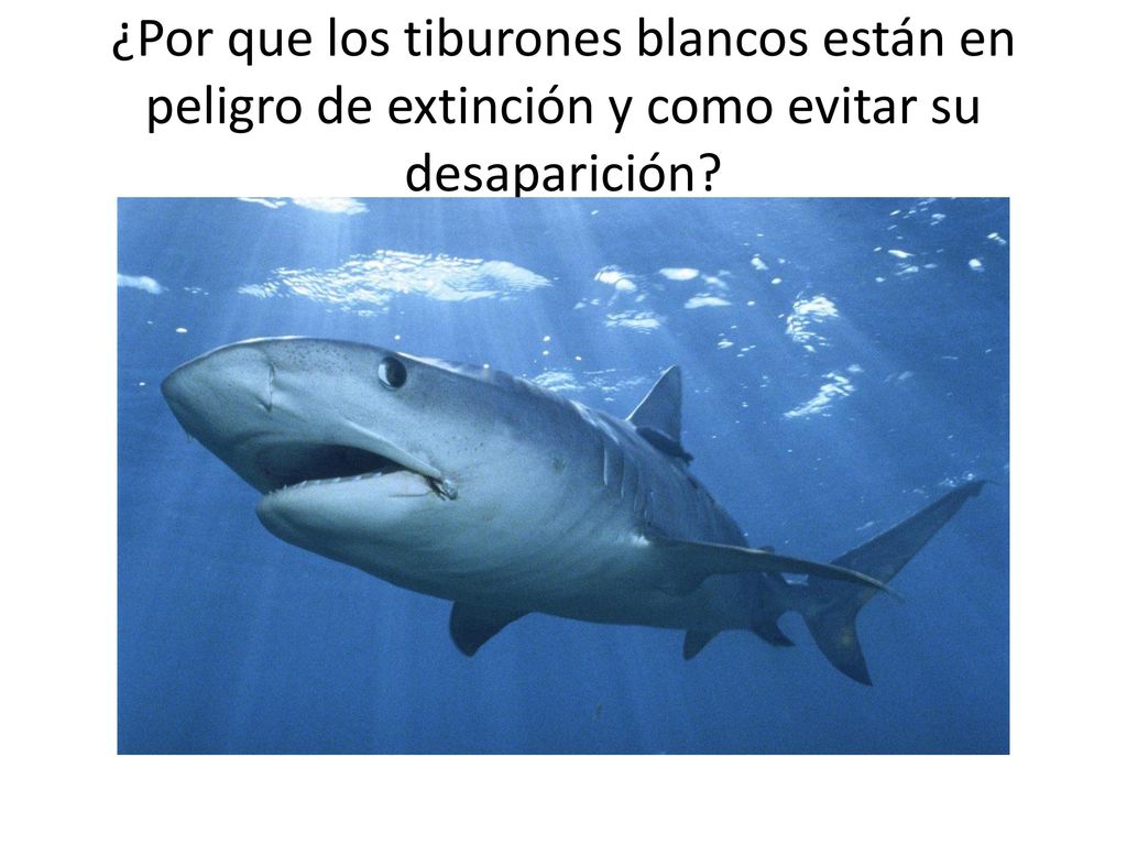 ¿Por que los tiburones blancos están en peligro de extinción y como evitar su desaparición