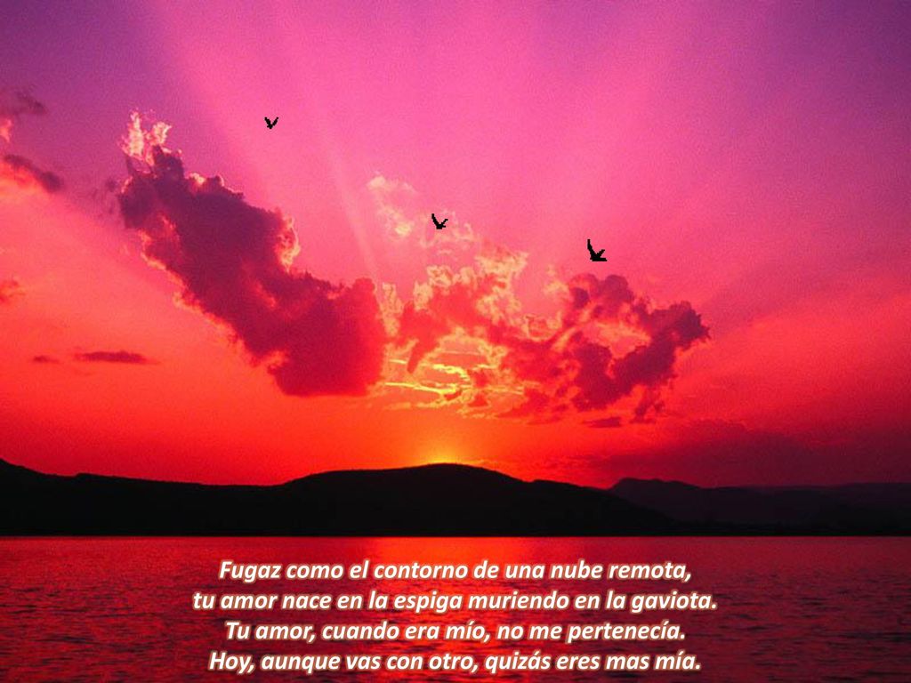 Fugaz como el contorno de una nube remota, tu amor nace en la espiga muriendo en la gaviota.