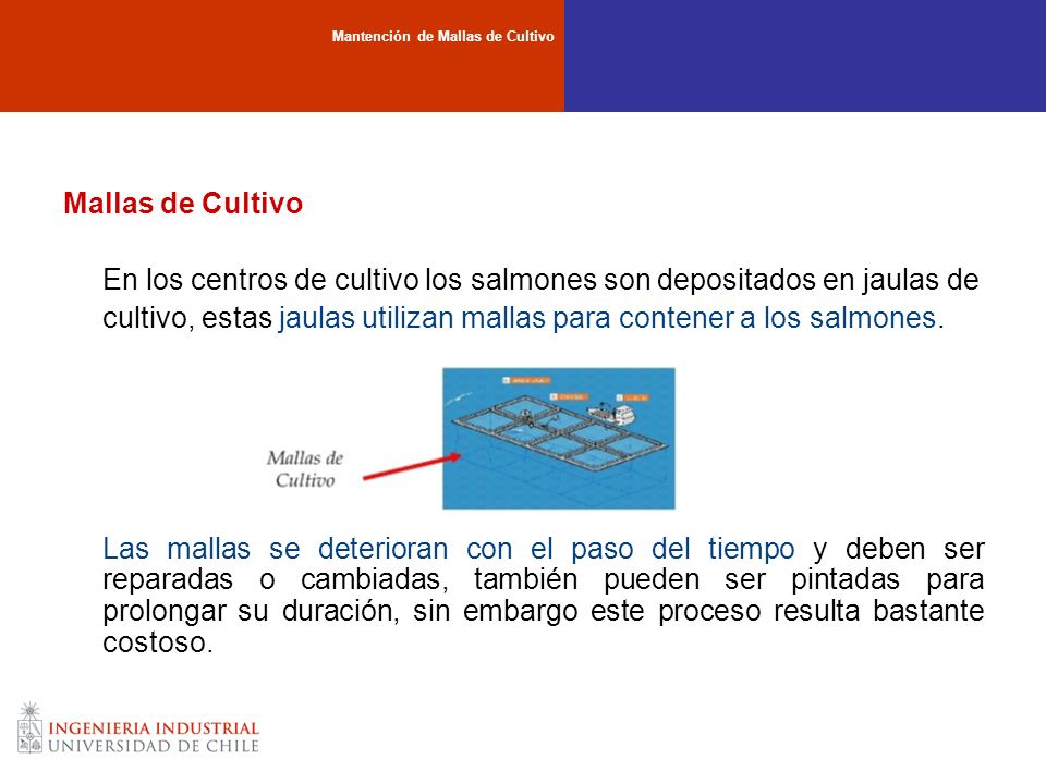 En los centros de cultivo los salmones son depositados en jaulas de