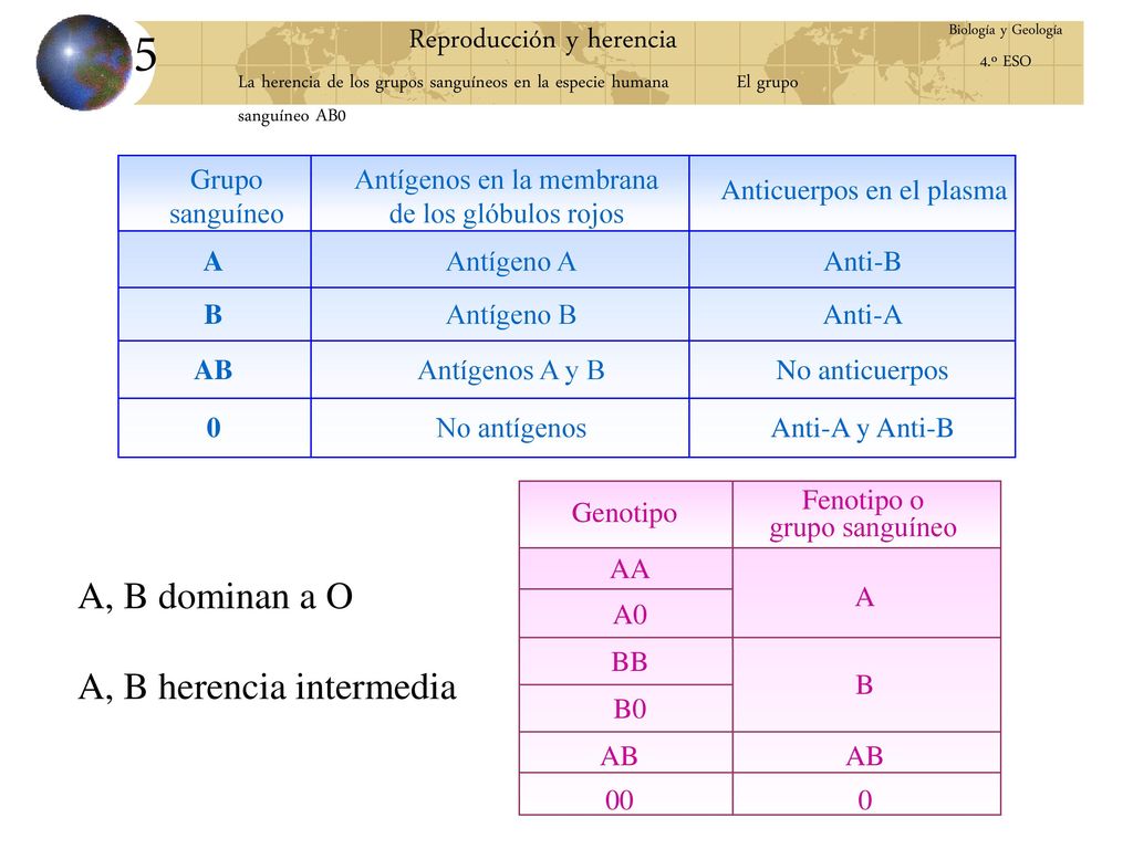5 Reproducción y herencia A, B dominan a O A, B herencia intermedia