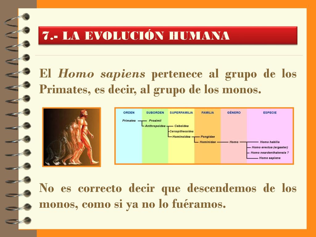 7.- LA EVOLUCIÓN HUMANA El Homo sapiens pertenece al grupo de los Primates, es decir, al grupo de los monos.