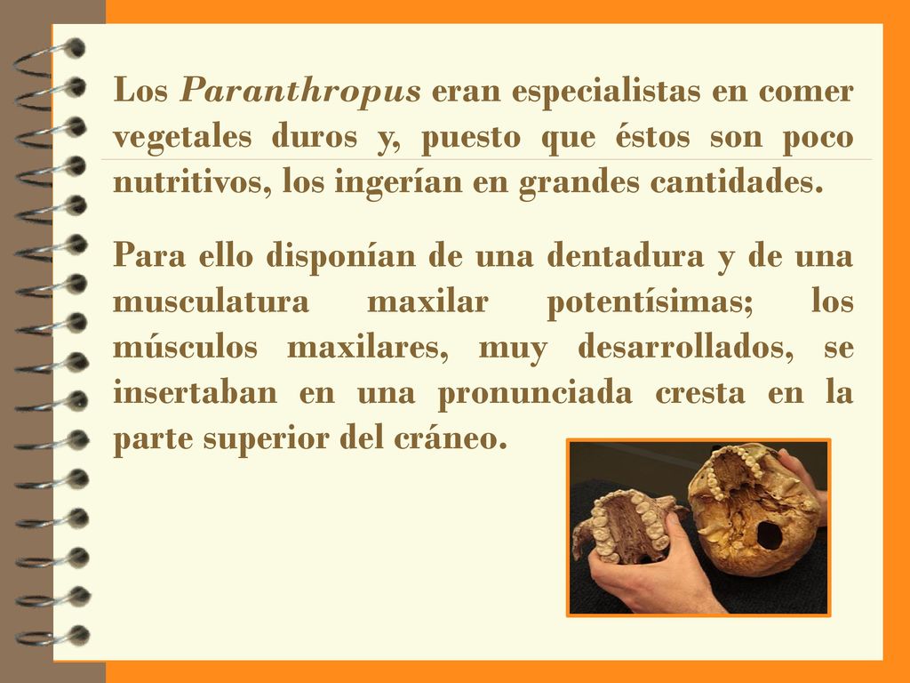 Los Paranthropus eran especialistas en comer vegetales duros y, puesto que éstos son poco nutritivos, los ingerían en grandes cantidades.