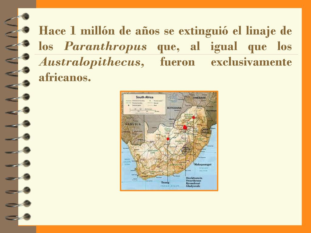 Hace 1 millón de años se extinguió el linaje de los Paranthropus que, al igual que los Australopithecus, fueron exclusivamente africanos.