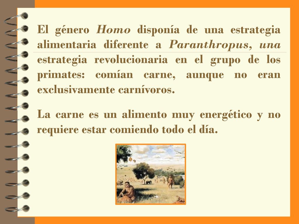 El género Homo disponía de una estrategia alimentaria diferente a Paranthropus, una estrategia revolucionaria en el grupo de los primates: comían carne, aunque no eran exclusivamente carnívoros.