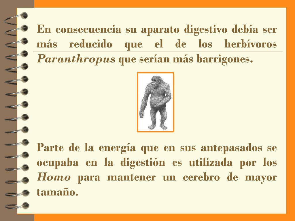 En consecuencia su aparato digestivo debía ser más reducido que el de los herbívoros Paranthropus que serían más barrigones.