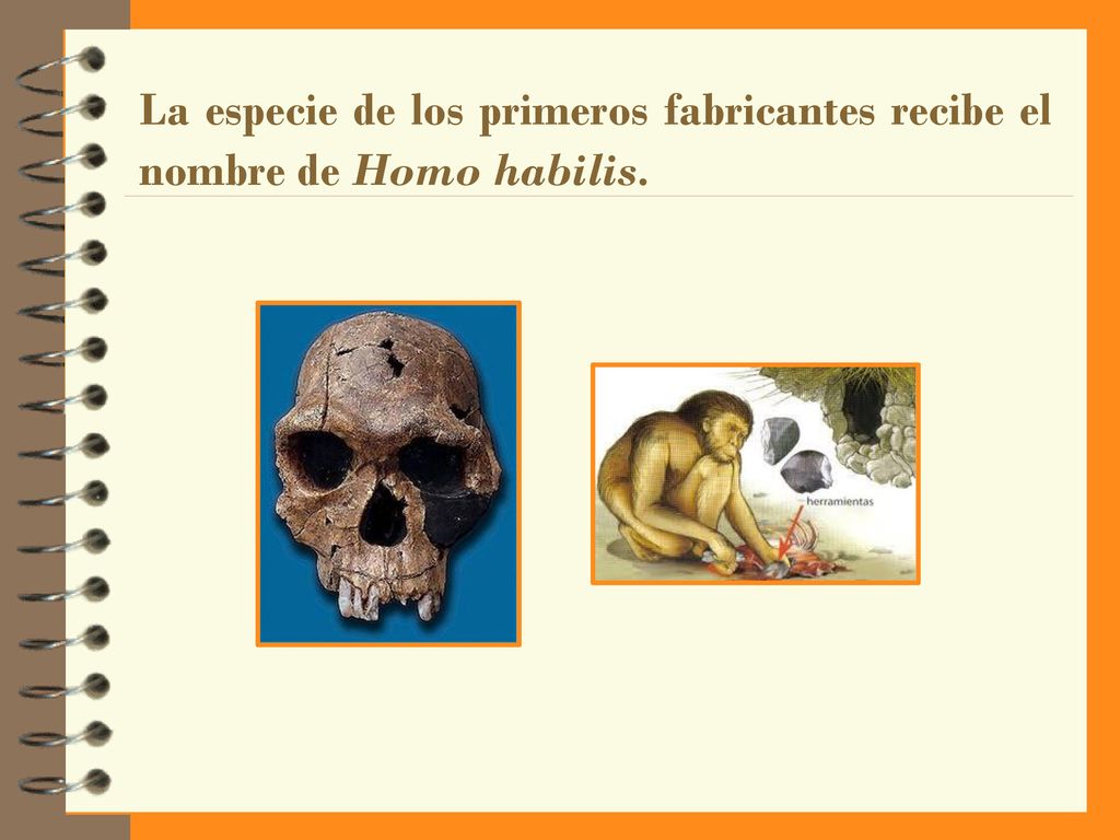 La especie de los primeros fabricantes recibe el nombre de Homo habilis.