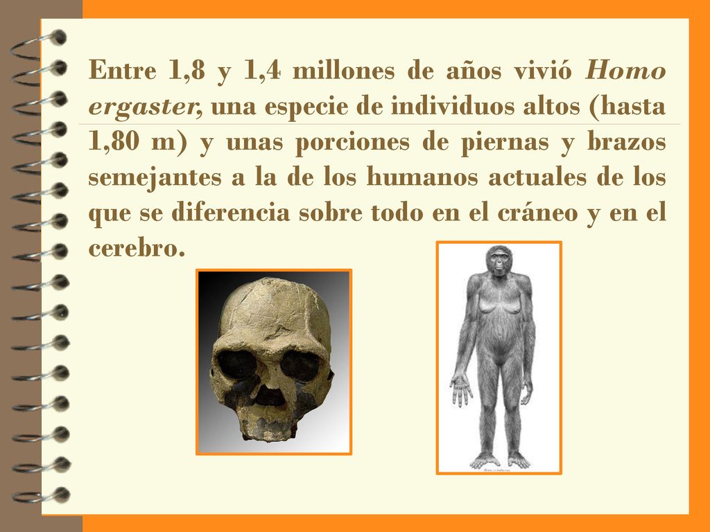 Entre 1,8 y 1,4 millones de años vivió Homo ergaster, una especie de individuos altos (hasta 1,80 m) y unas porciones de piernas y brazos semejantes a la de los humanos actuales de los que se diferencia sobre todo en el cráneo y en el cerebro.