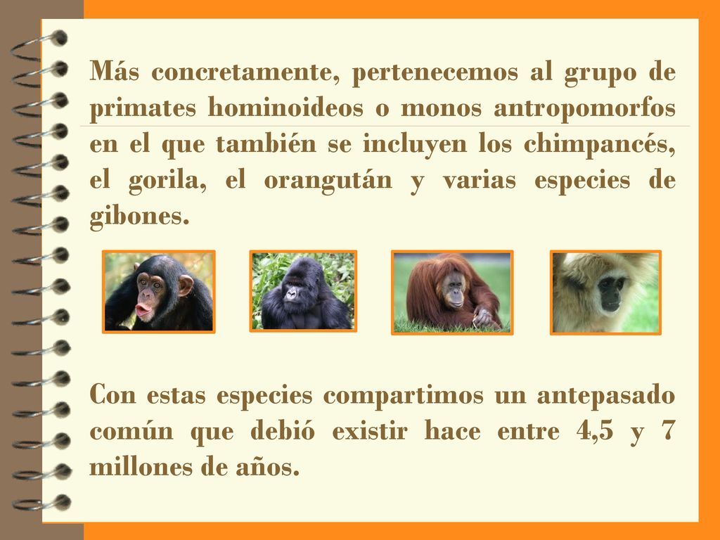 Más concretamente, pertenecemos al grupo de primates hominoideos o monos antropomorfos en el que también se incluyen los chimpancés, el gorila, el orangután y varias especies de gibones.