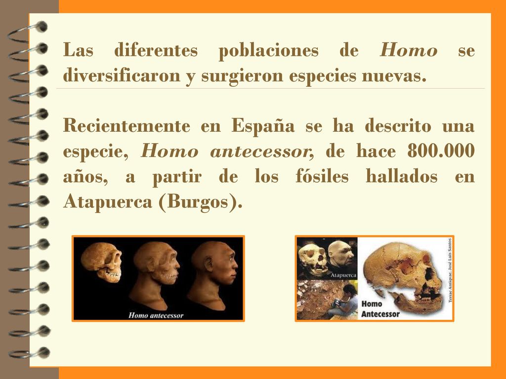 Las diferentes poblaciones de Homo se diversificaron y surgieron especies nuevas.