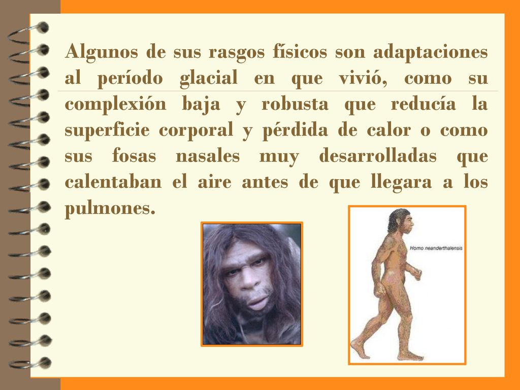 Algunos de sus rasgos físicos son adaptaciones al período glacial en que vivió, como su complexión baja y robusta que reducía la superficie corporal y pérdida de calor o como sus fosas nasales muy desarrolladas que calentaban el aire antes de que llegara a los pulmones.