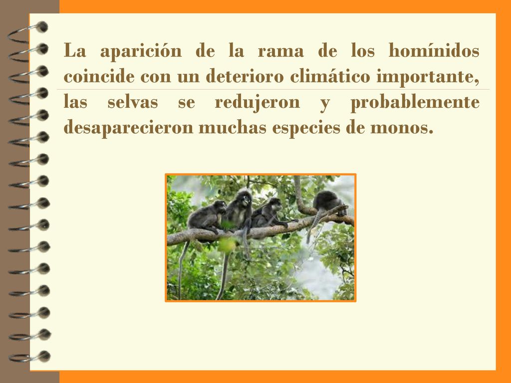 La aparición de la rama de los homínidos coincide con un deterioro climático importante, las selvas se redujeron y probablemente desaparecieron muchas especies de monos.