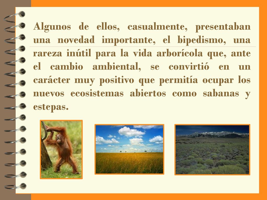 Algunos de ellos, casualmente, presentaban una novedad importante, el bipedismo, una rareza inútil para la vida arborícola que, ante el cambio ambiental, se convirtió en un carácter muy positivo que permitía ocupar los nuevos ecosistemas abiertos como sabanas y estepas.