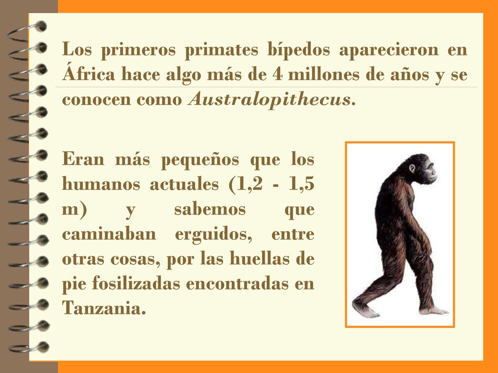 Los primeros primates bípedos aparecieron en África hace algo más de 4 millones de años y se conocen como Australopithecus.