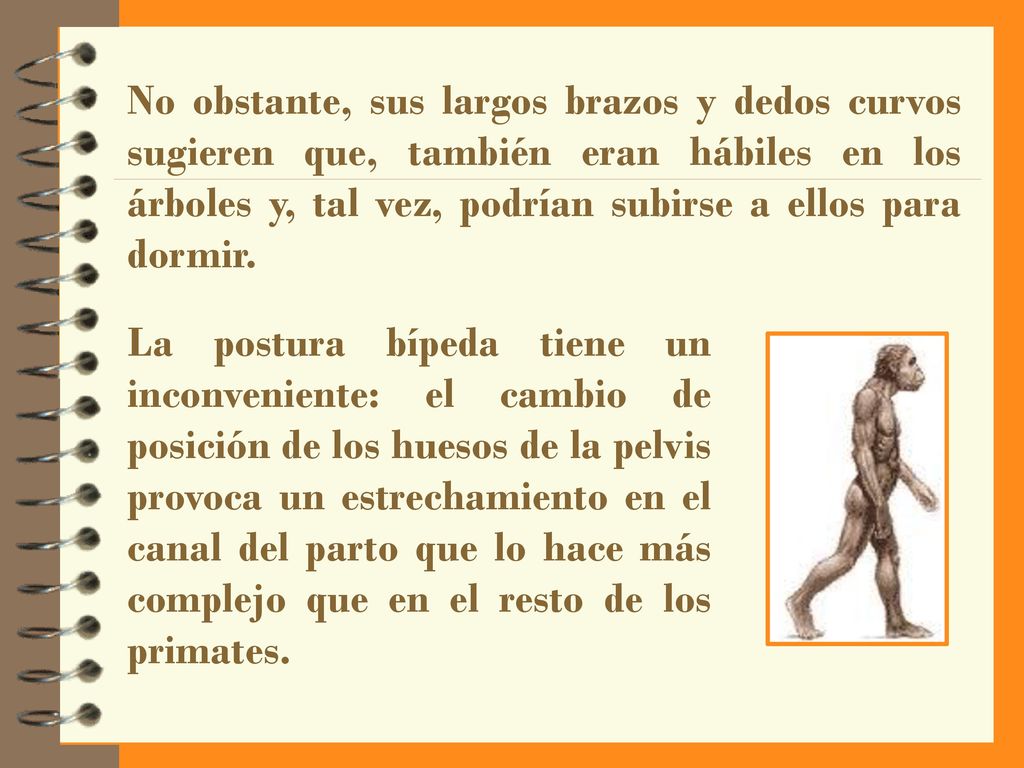 No obstante, sus largos brazos y dedos curvos sugieren que, también eran hábiles en los árboles y, tal vez, podrían subirse a ellos para dormir.