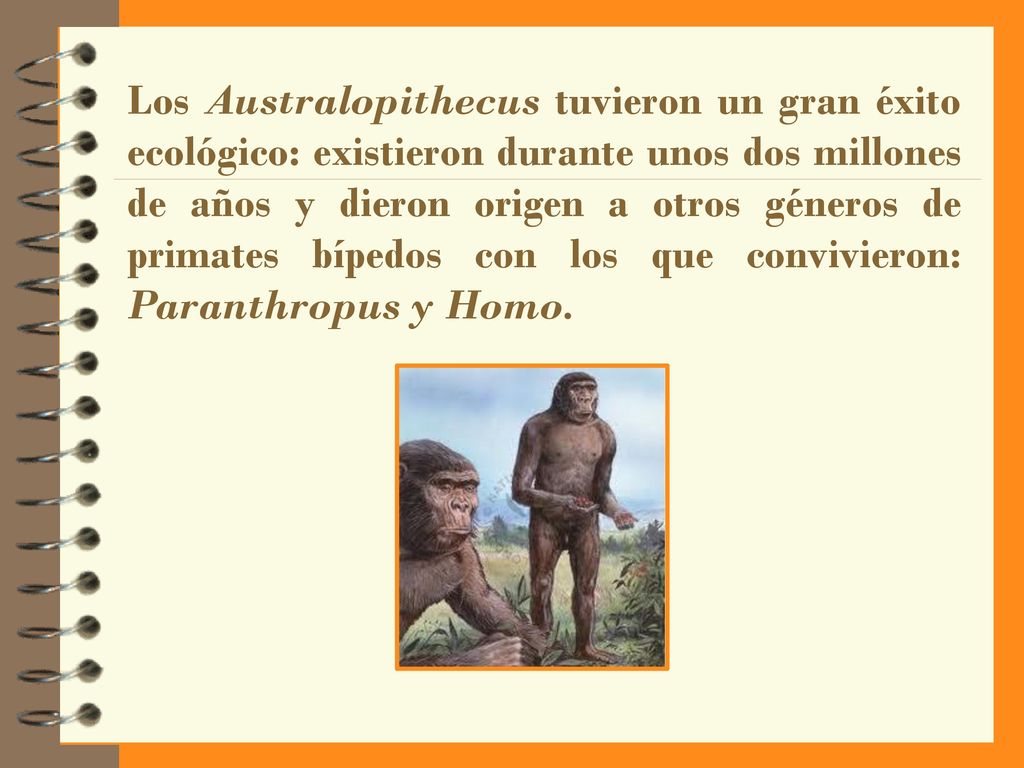Los Australopithecus tuvieron un gran éxito ecológico: existieron durante unos dos millones de años y dieron origen a otros géneros de primates bípedos con los que convivieron: Paranthropus y Homo.