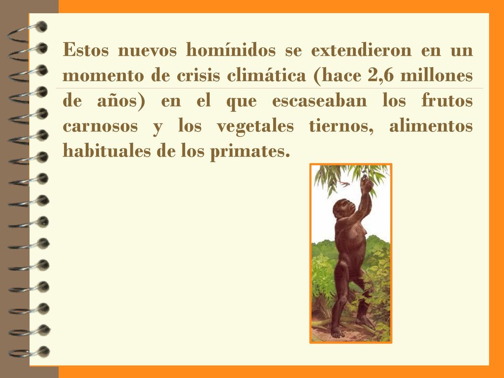 Estos nuevos homínidos se extendieron en un momento de crisis climática (hace 2,6 millones de años) en el que escaseaban los frutos carnosos y los vegetales tiernos, alimentos habituales de los primates.