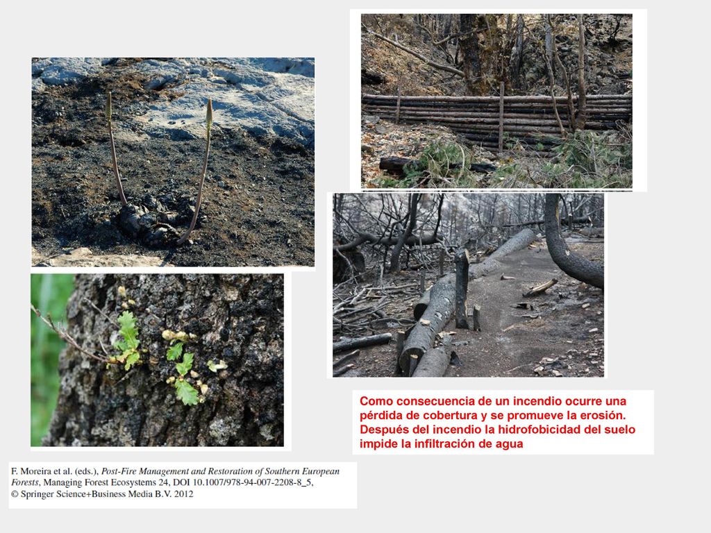 Como consecuencia de un incendio ocurre una pérdida de cobertura y se promueve la erosión.