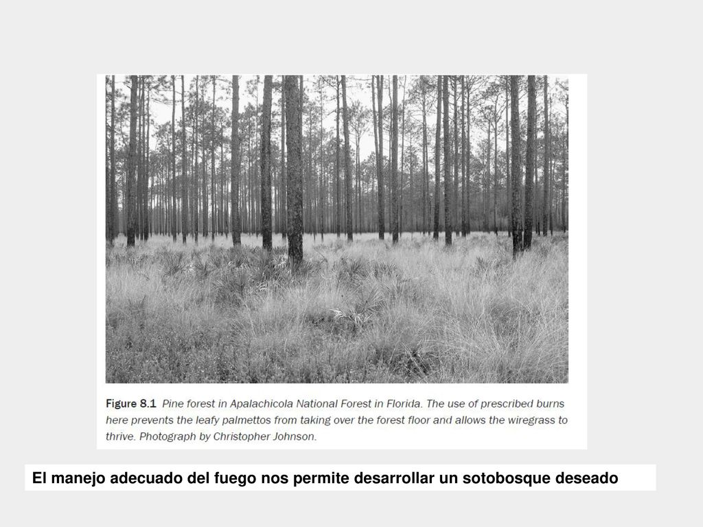 El manejo adecuado del fuego nos permite desarrollar un sotobosque deseado