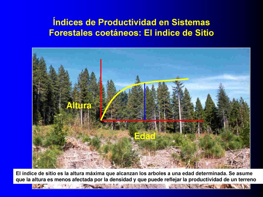 Índices de Productividad en Sistemas Forestales coetáneos: El indice de Sitio