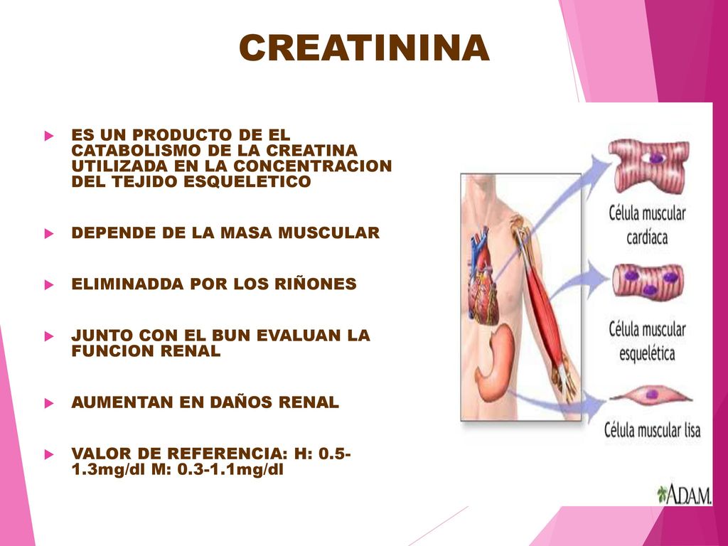 CREATININA ES UN PRODUCTO DE EL CATABOLISMO DE LA CREATINA UTILIZADA EN LA CONCENTRACION DEL TEJIDO ESQUELETICO.