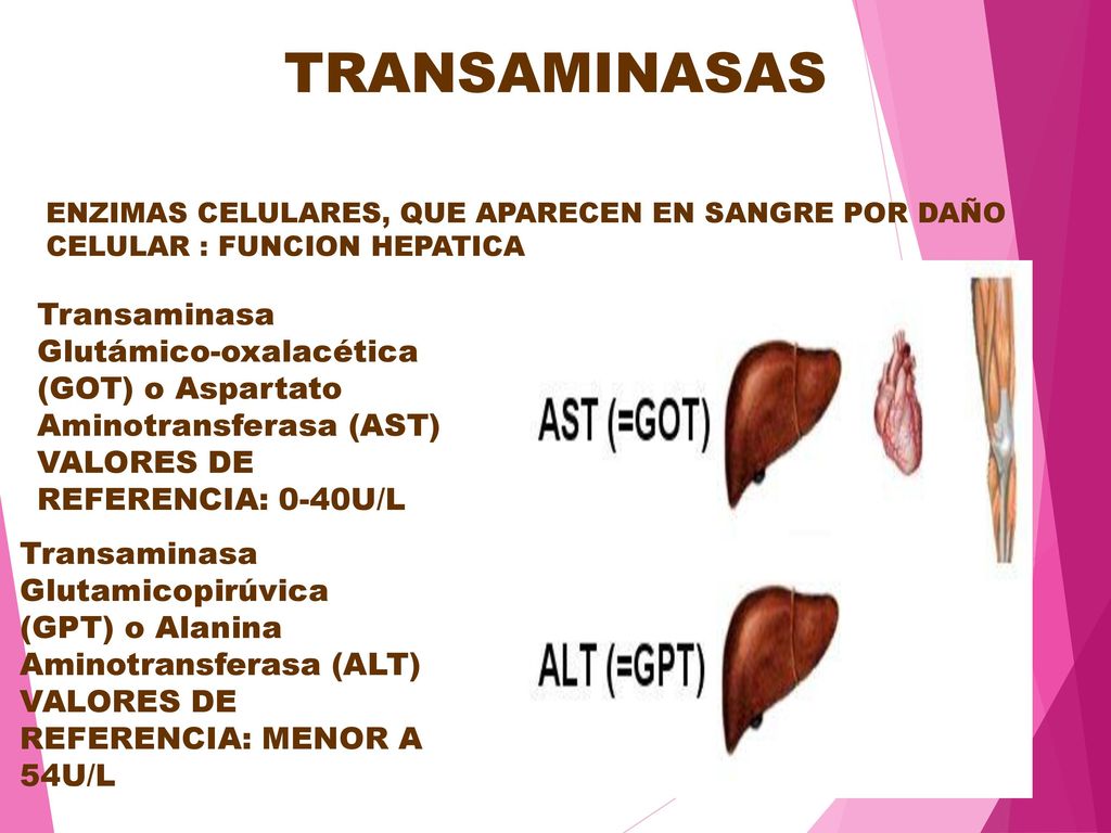 TRANSAMINASAS ENZIMAS CELULARES, QUE APARECEN EN SANGRE POR DAÑO CELULAR : FUNCION HEPATICA.