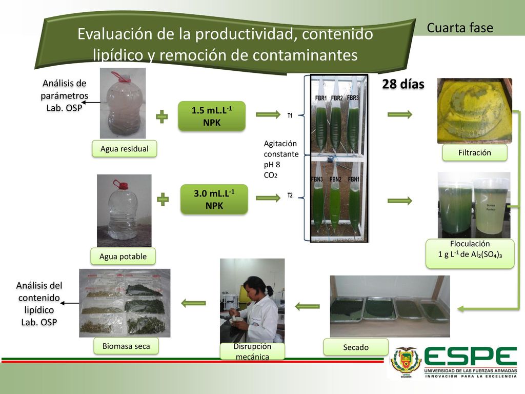 Cuarta fase Evaluación de la productividad, contenido lipídico y remoción de contaminantes. 28 días.