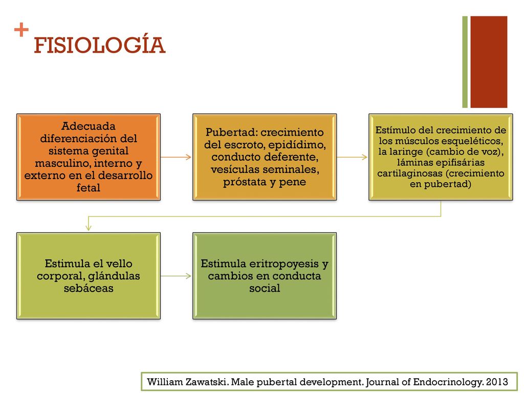 FISIOLOGÍA Adecuada diferenciación del sistema genital masculino, interno y externo en el desarrollo fetal.