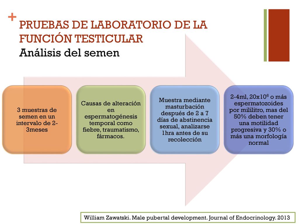 PRUEBAS DE LABORATORIO DE LA FUNCIÓN TESTICULAR Análisis del semen