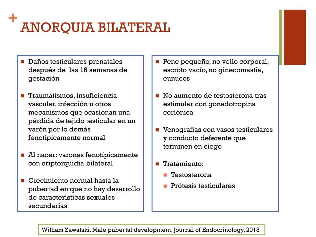 ANORQUIA BILATERAL Daños testiculares prenatales después de las 16 semanas de gestación.