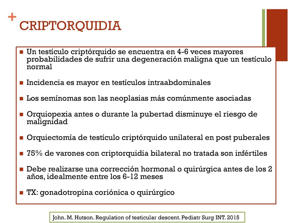 CRIPTORQUIDIA Un testículo criptórquido se encuentra en 4-6 veces mayores probabilidades de sufrir una degeneración maligna que un testículo normal.