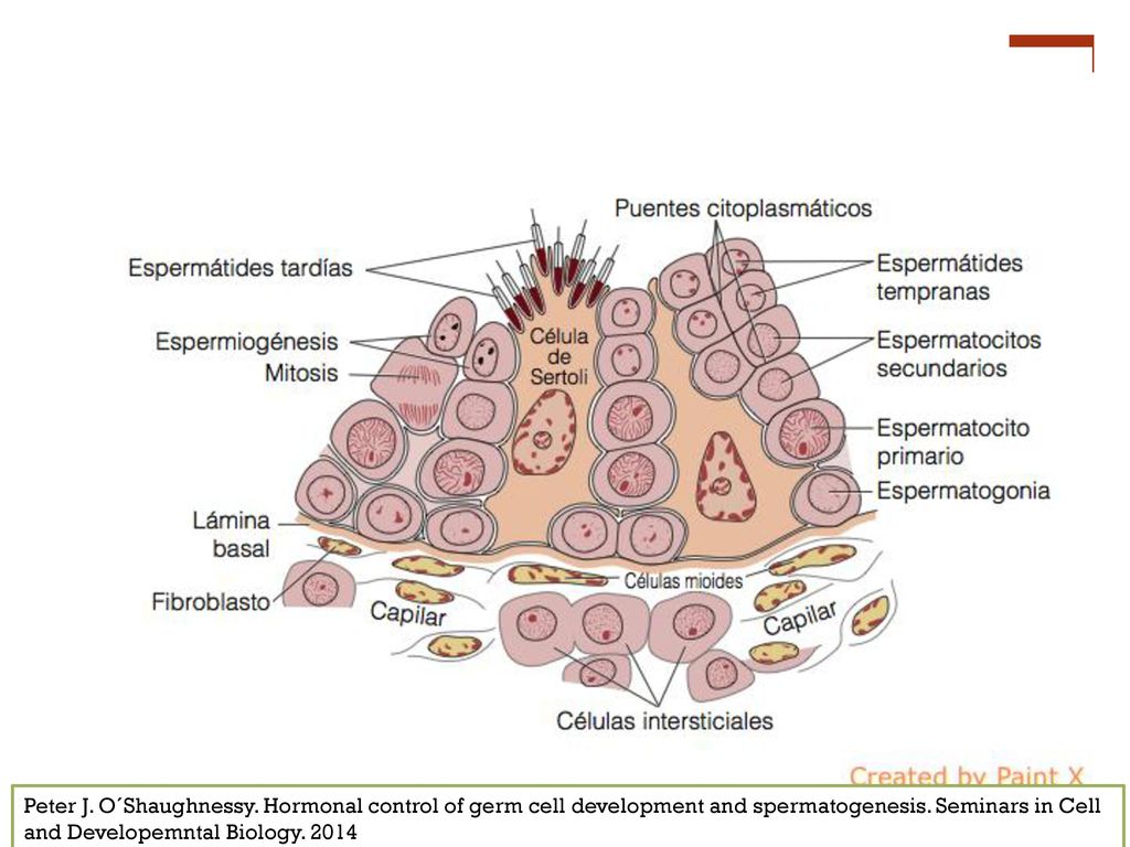Peter J. O´Shaughnessy. Hormonal control of germ cell development and spermatogenesis. Seminars in Cell