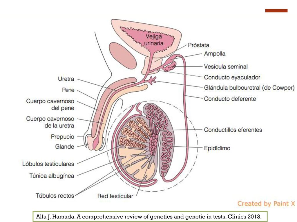 Alla J. Hamada. A comprehensive review of genetics and genetic in tests. Clinics 2013.