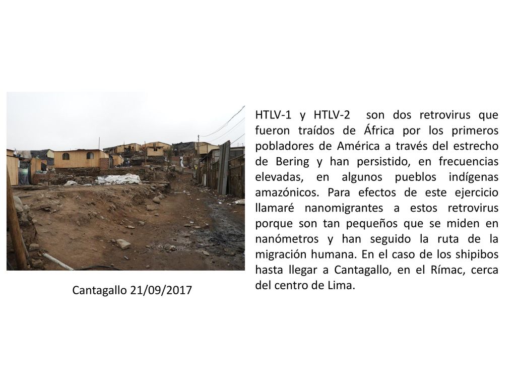 HTLV-1 y HTLV-2 son dos retrovirus que fueron traídos de África por los primeros pobladores de América a través del estrecho de Bering y han persistido, en frecuencias elevadas, en algunos pueblos indígenas amazónicos. Para efectos de este ejercicio llamaré nanomigrantes a estos retrovirus porque son tan pequeños que se miden en nanómetros y han seguido la ruta de la migración humana. En el caso de los shipibos hasta llegar a Cantagallo, en el Rímac, cerca del centro de Lima.