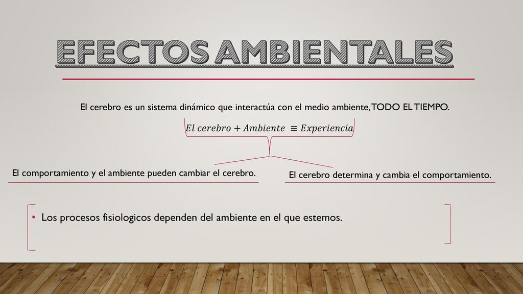 EFECTOS AMBIENTALES El cerebro es un sistema dinámico que interactúa con el medio ambiente, TODO EL TIEMPO.