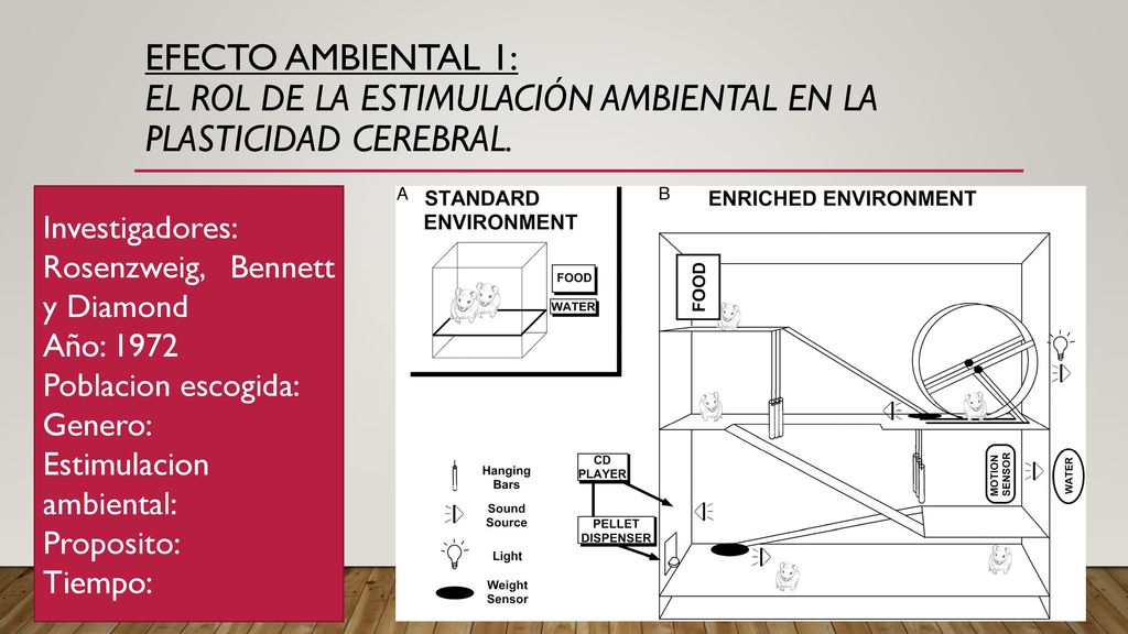 EFECTO AMBIENTAL 1: EL Rol de la Estimulación Ambiental en la plasticidad cerebral.