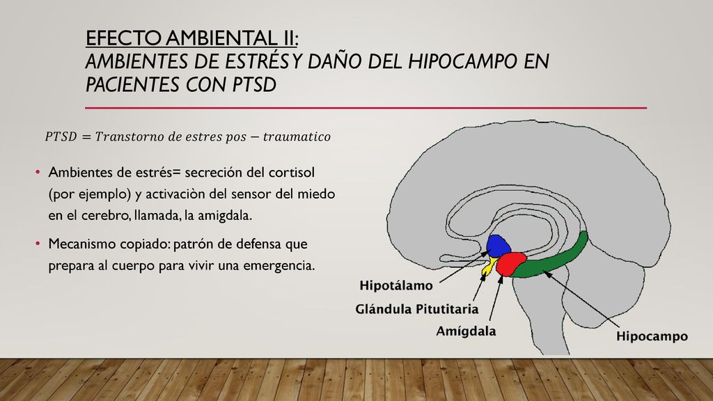 EFECTO AMBIENTAL II: Ambientes de estrés y dañO del hipocampo en pacientes con PTSD