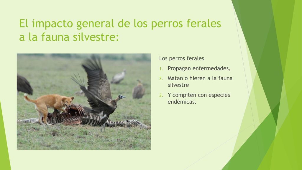 El impacto general de los perros ferales a la fauna silvestre: