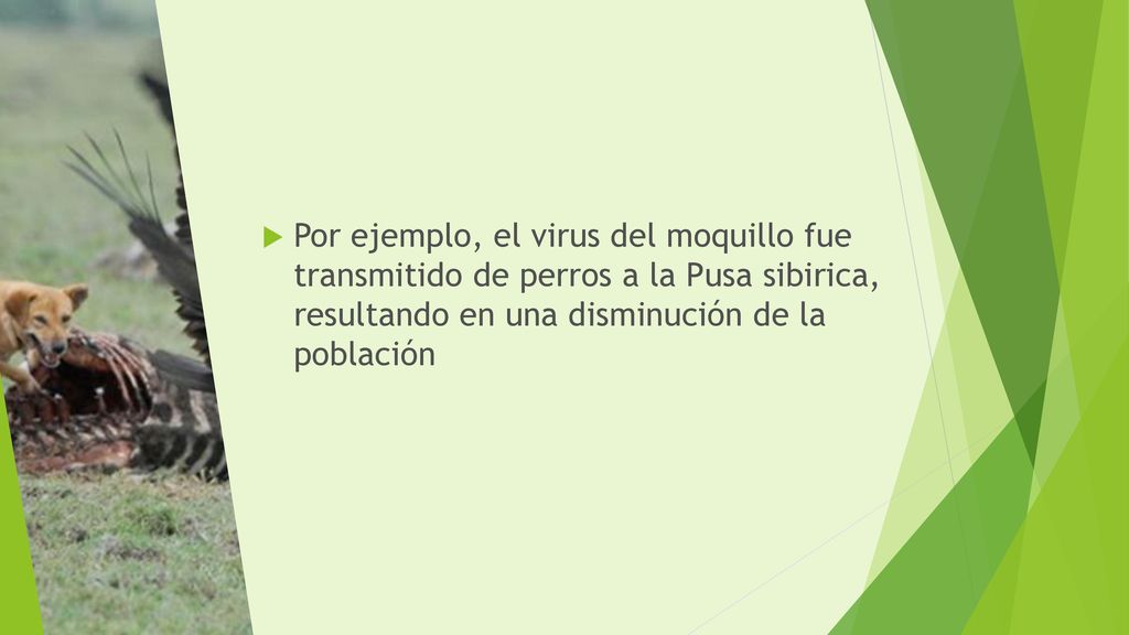 Por ejemplo, el virus del moquillo fue transmitido de perros a la Pusa sibirica, resultando en una disminución de la población