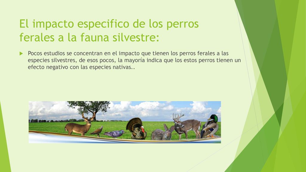 El impacto especifico de los perros ferales a la fauna silvestre: