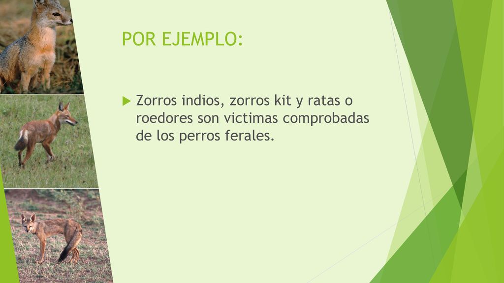 POR EJEMPLO: Zorros indios, zorros kit y ratas o roedores son victimas comprobadas de los perros ferales.