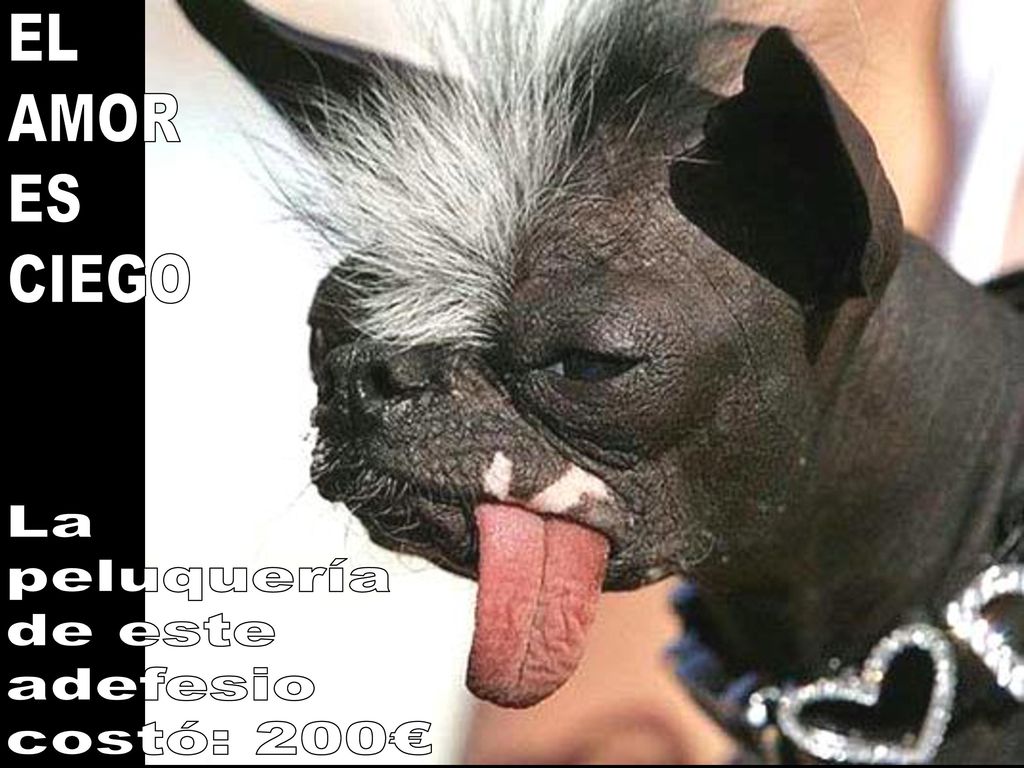 EL AMOR ES CIEGO La peluquería de este adefesio costó: 200€