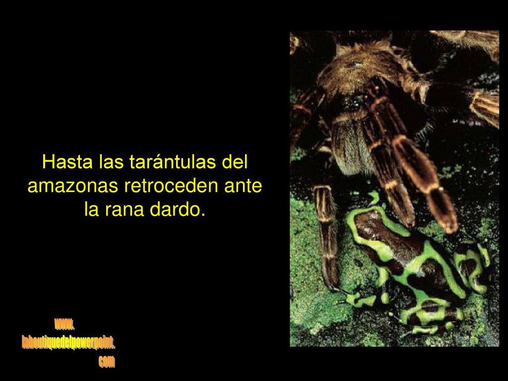Hasta las tarántulas del amazonas retroceden ante la rana dardo.